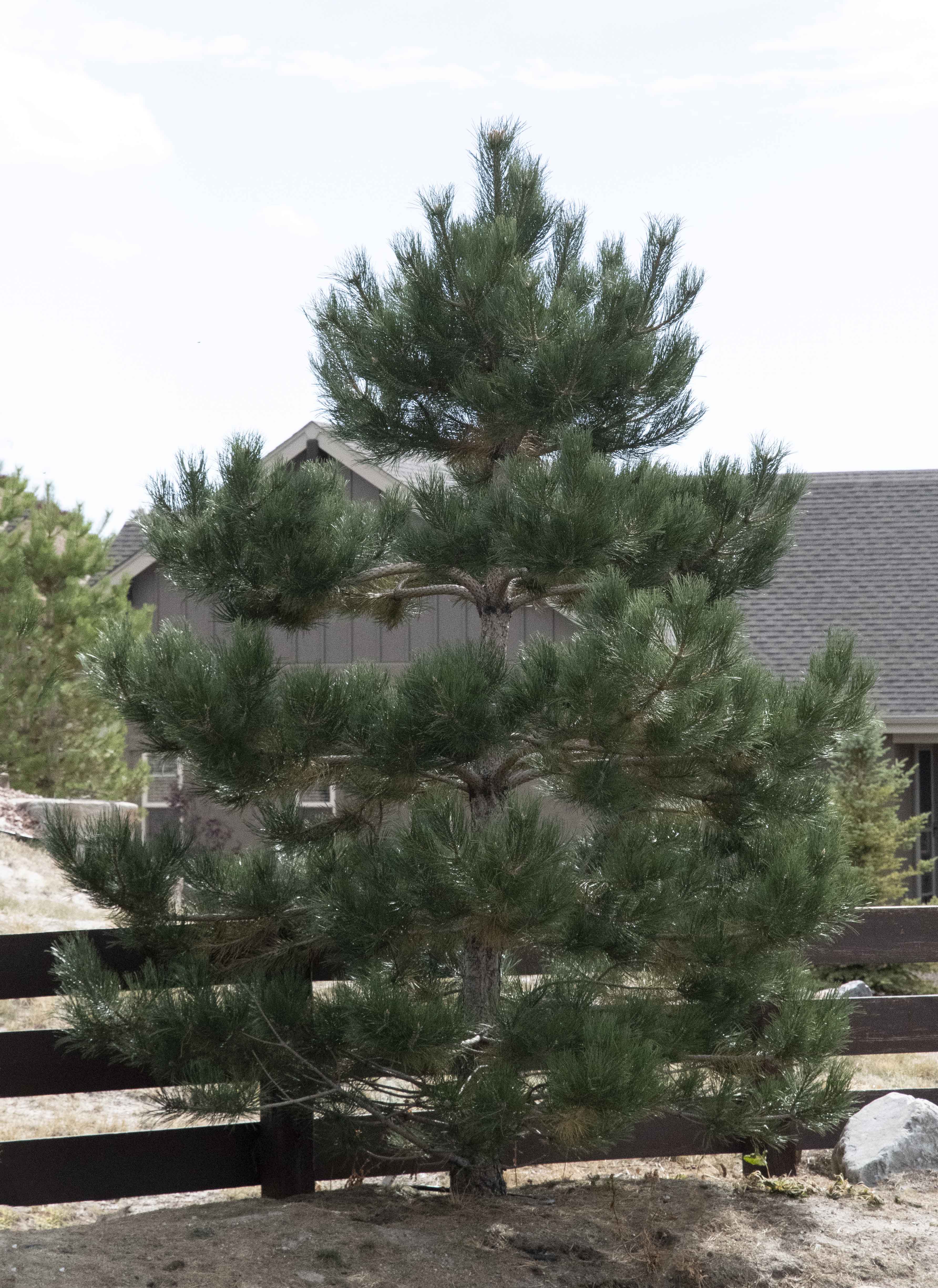 Austrian Pine
